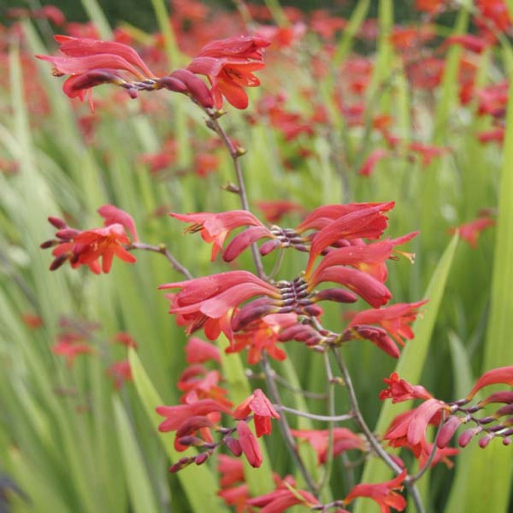 Crocosmia masoniorum Lucifer