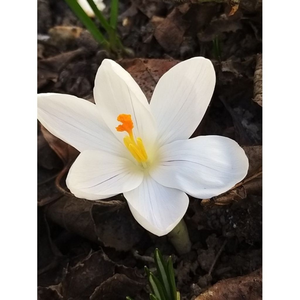 Crocus Jeanne D'Arc - Croco