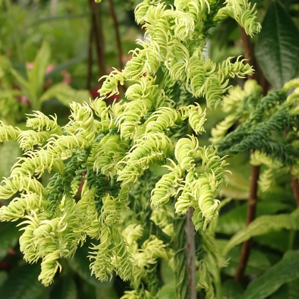 Cryptomeria japonica Kyara Gold - Cedro del Giappone