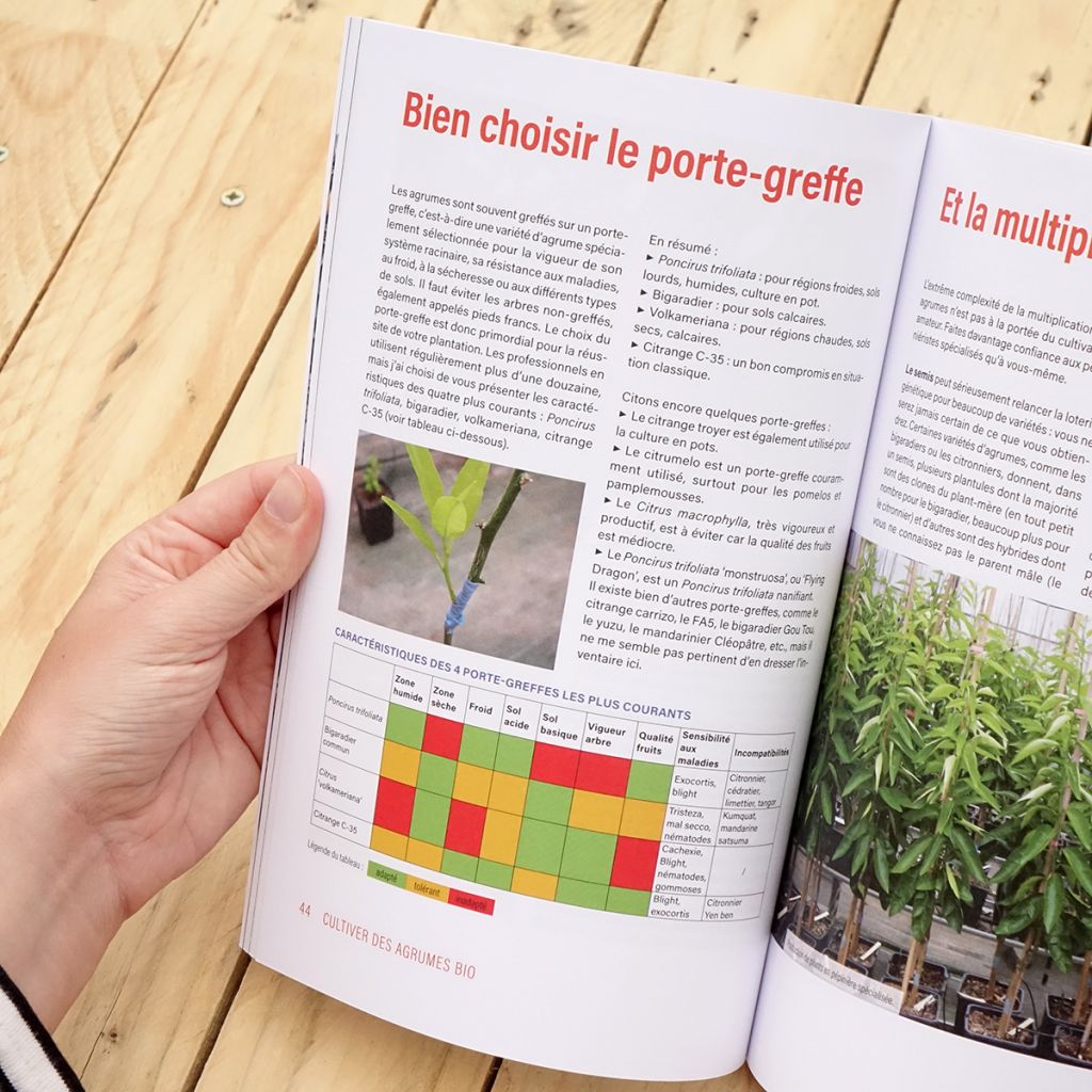 Cultiver des agrumes bio