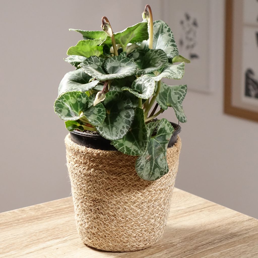 Ciclamino persiano bianco