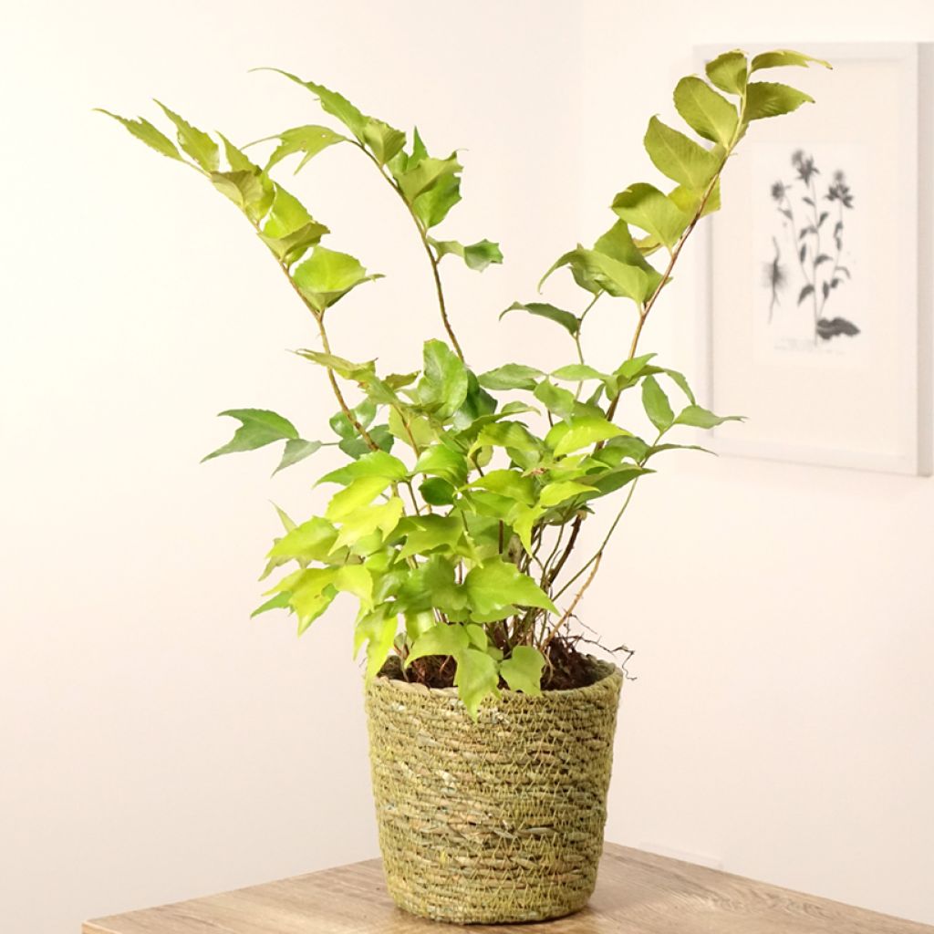 Cyrtomium falcatum - Felce falcata