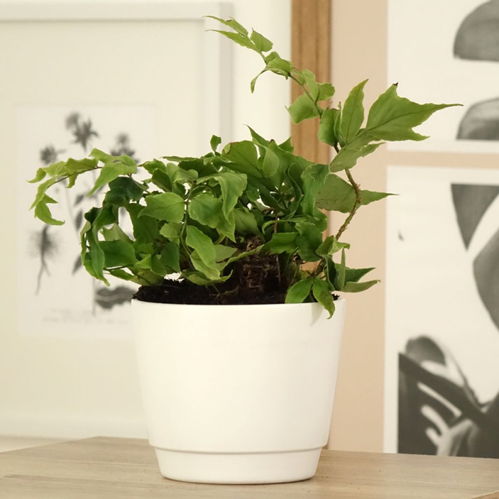 Cyrtomium fortunei var. clivicola