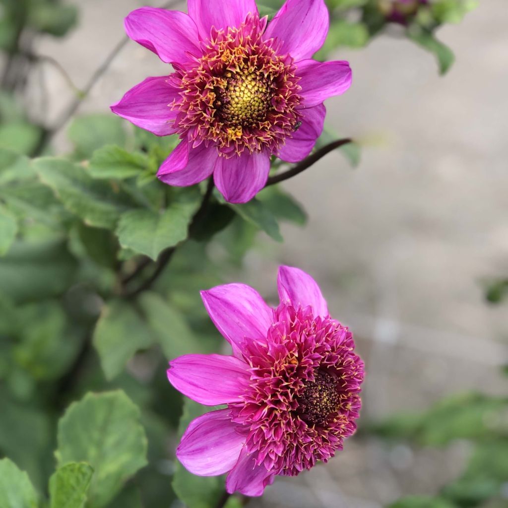 Dalia a fior d'anemone Dad's Favourite