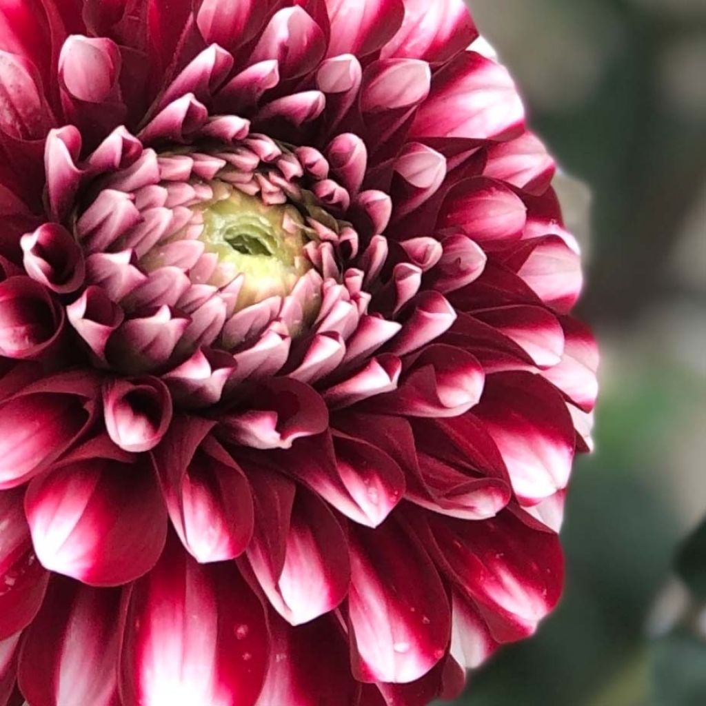 Dalia ball Cum Laude