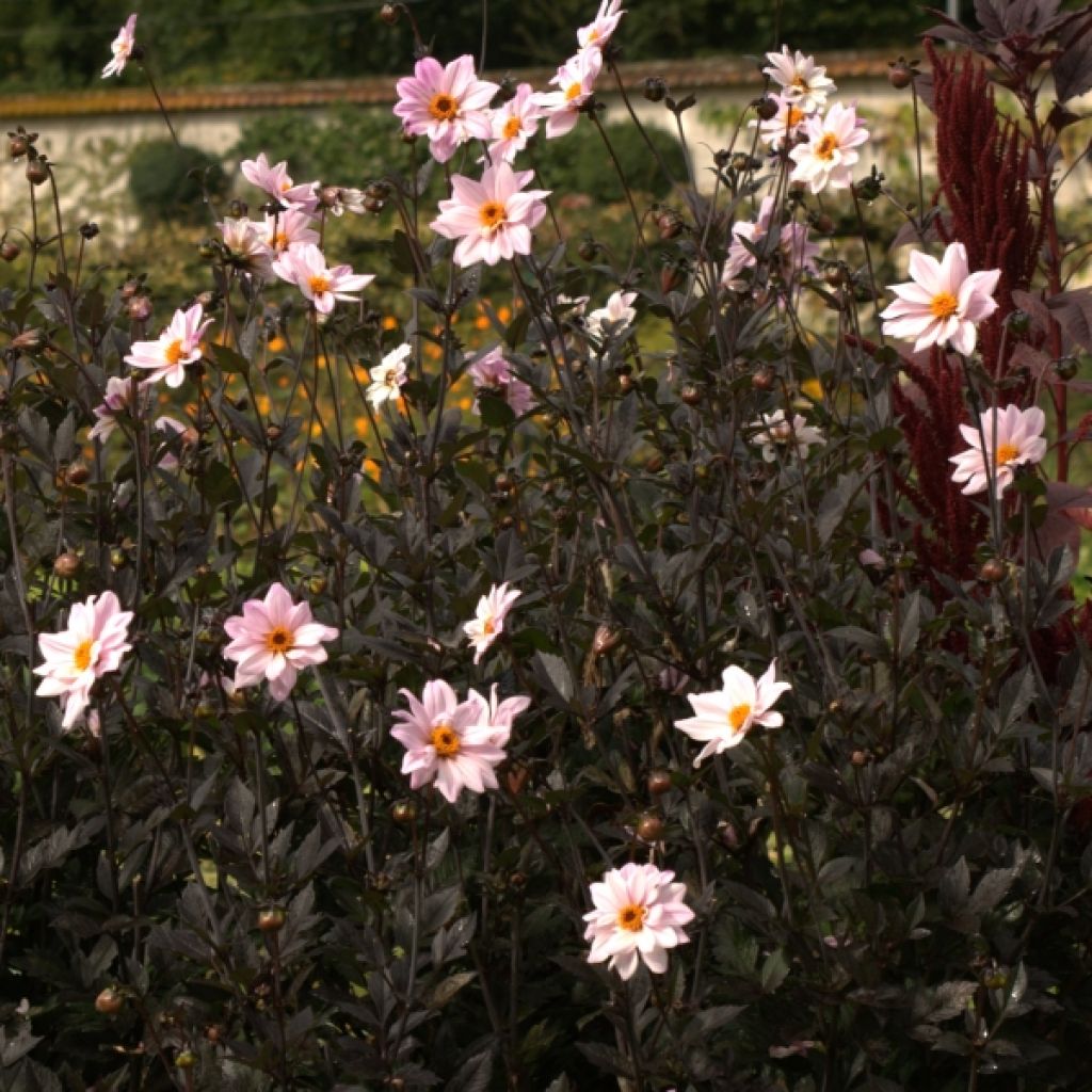 Dalia Bishop of Leicester