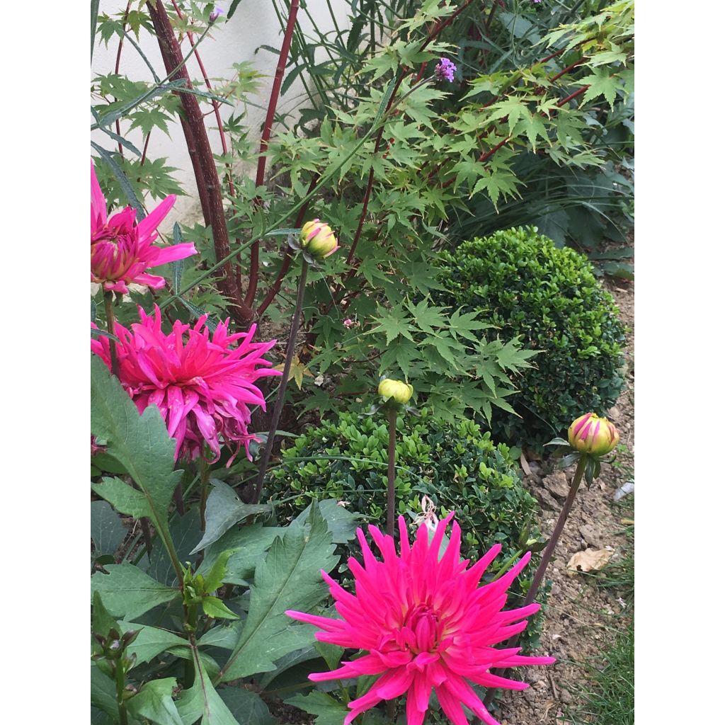 Dalia cactus Blue Record