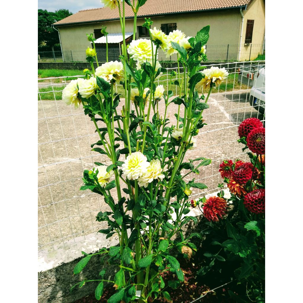 Dalia Dahlia Vanilla