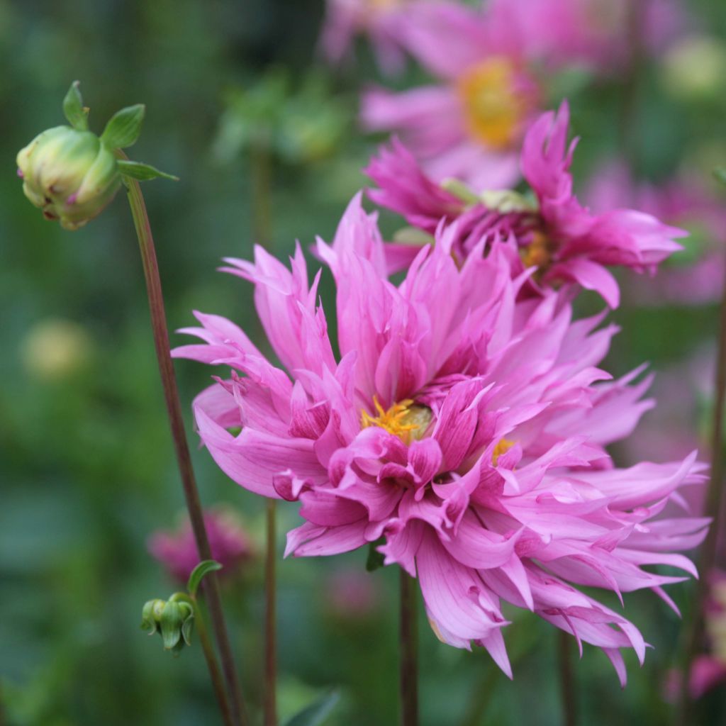 Dalia decorativa Frizzle Sizzle