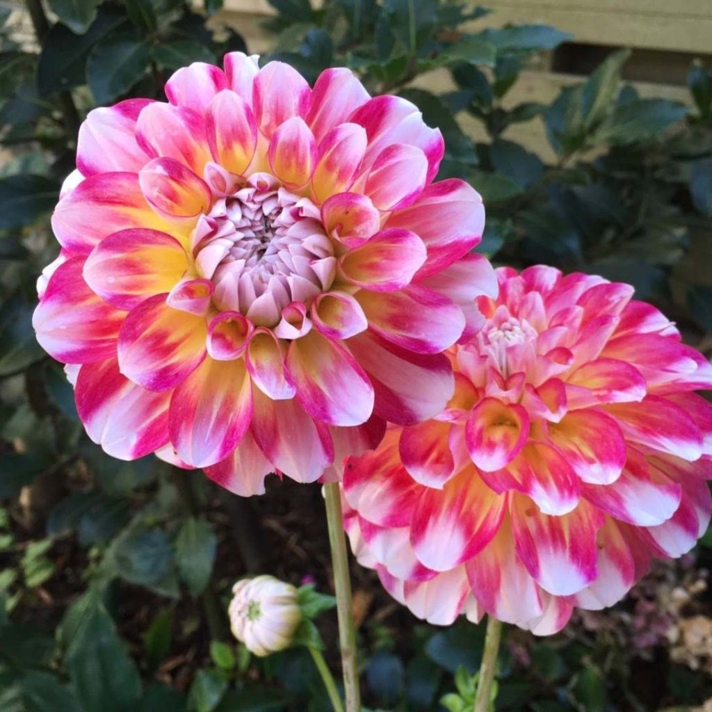 Dalia decorativa Hawaii