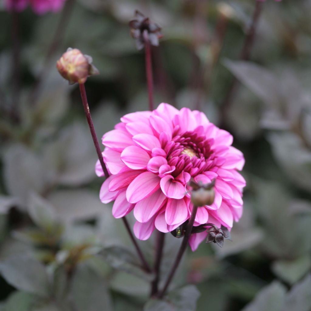 Dalia decorativa Profundo