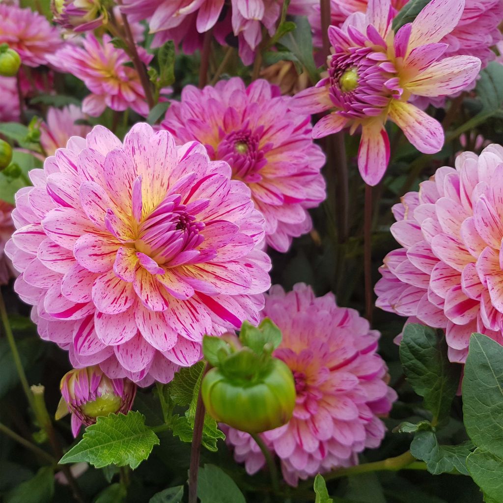 Dalia decorativa Tropical