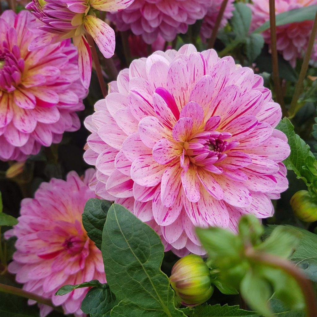 Dalia decorativa Tropical