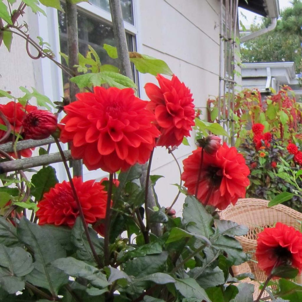 Dalia nana Ellen Houston