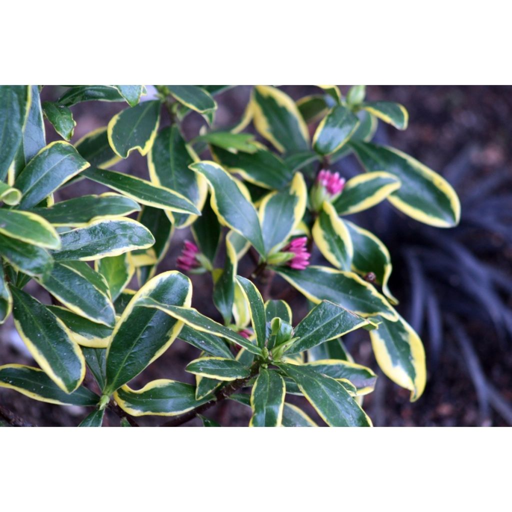 Daphne odora Maejima - Dafne odorosa