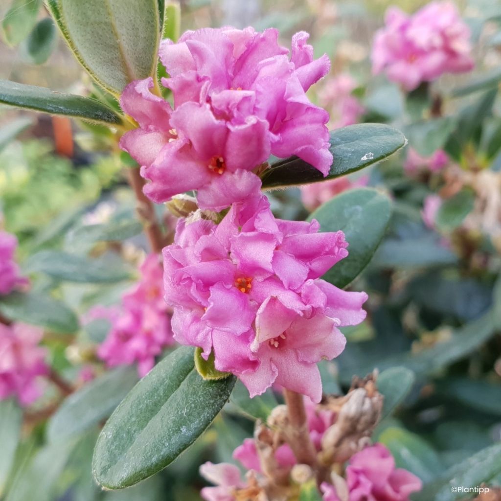 Daphne Sweetheart - Dafne