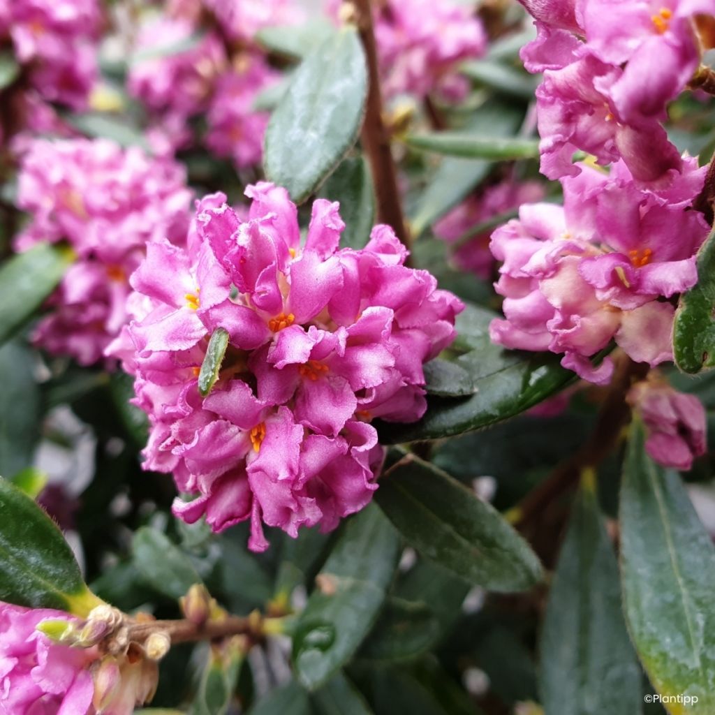 Daphne Sweetheart - Dafne