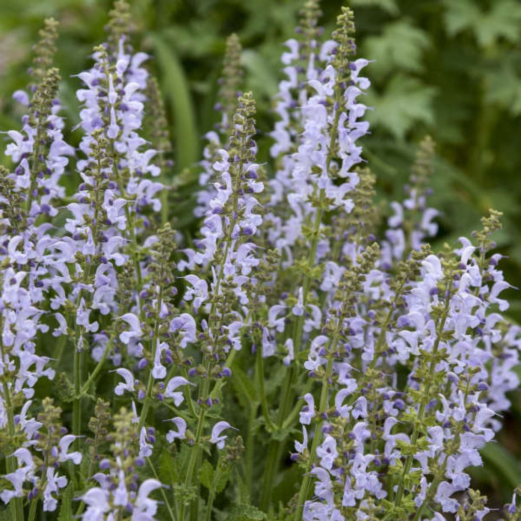 Salvia pratensis FASHIONISTA Vanity Flair - Salvia dei prati