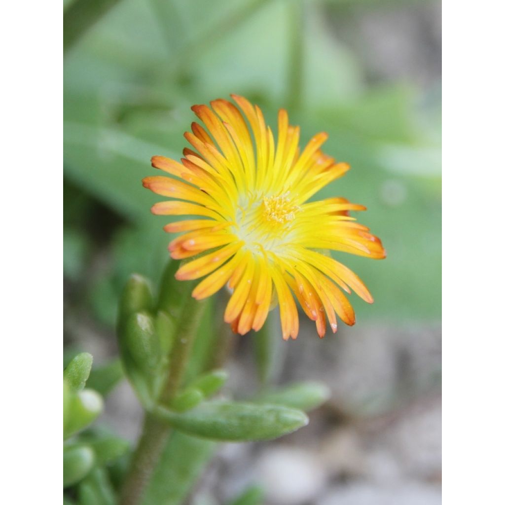 Delosperma Wheels of Wonder Orange
