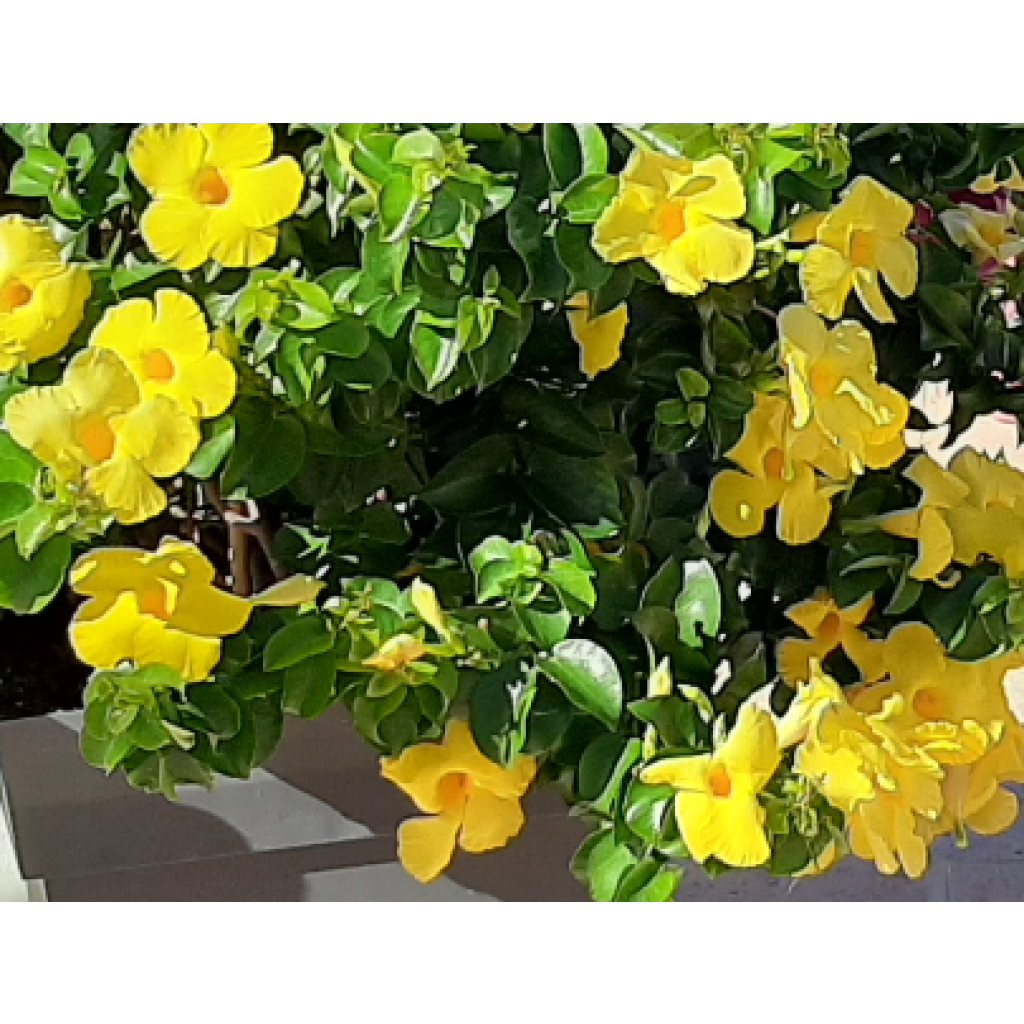 Dipladenia Diamantina Opale Citrine 2.0