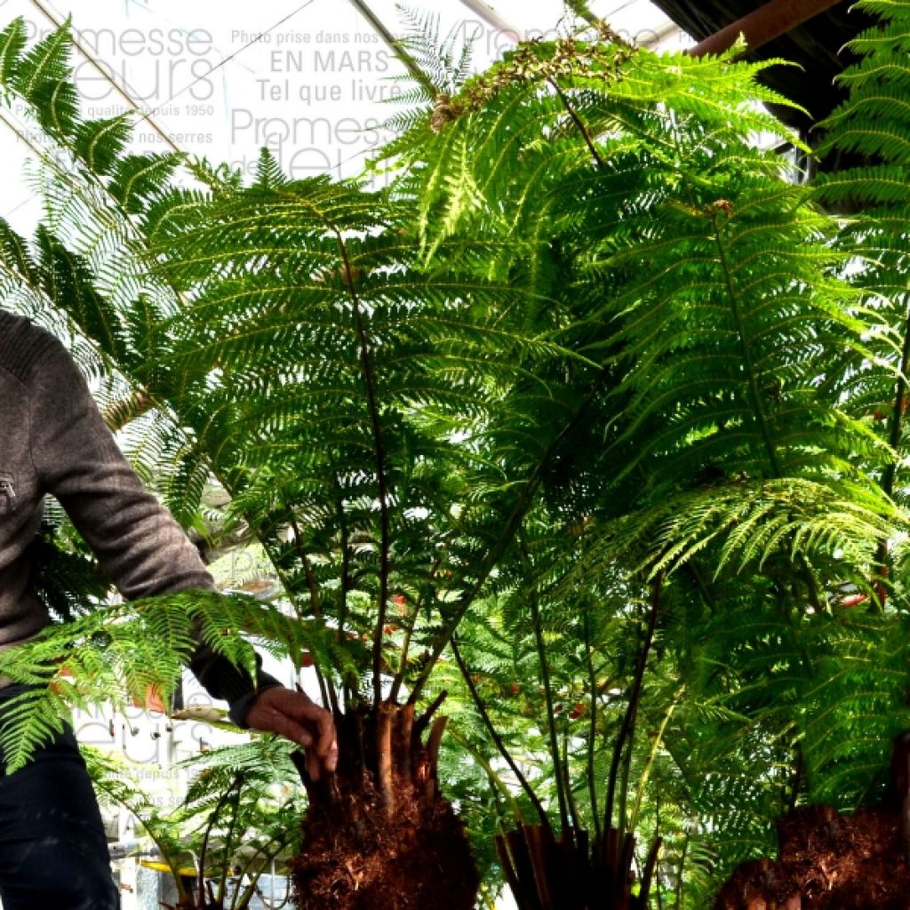 Dicksonia antarctica - Felce arborea