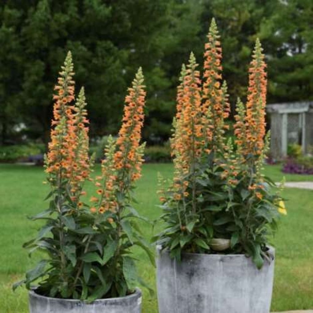Digitalis Firecracker - Digitale ibrido