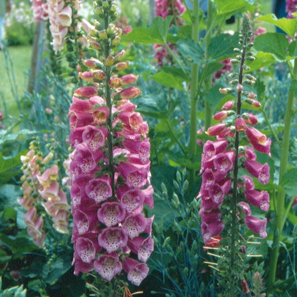 Digitalis mertonensis Summer King - Digitale