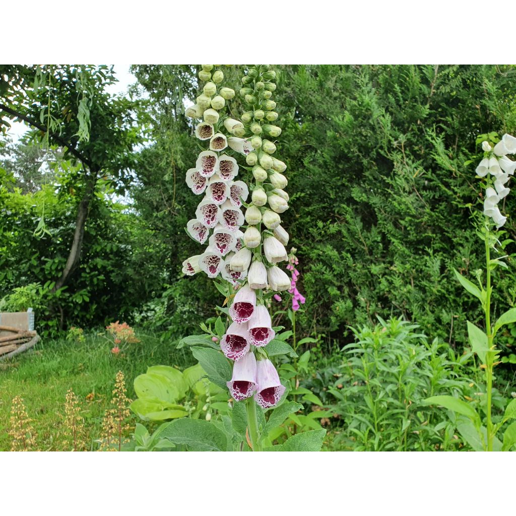 Digitalis purpurea Pam's Choice - Digitale rossa