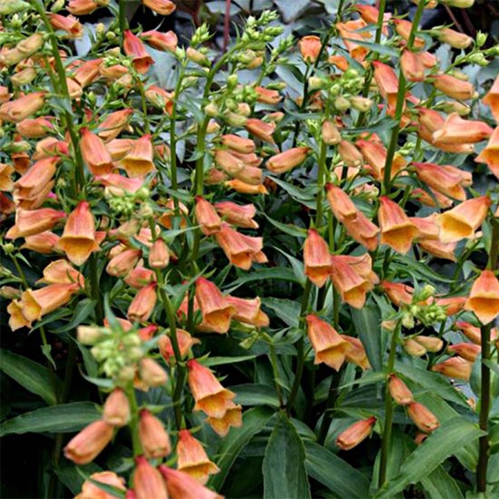 Digitalis Goldcrest - Digitale ibrido