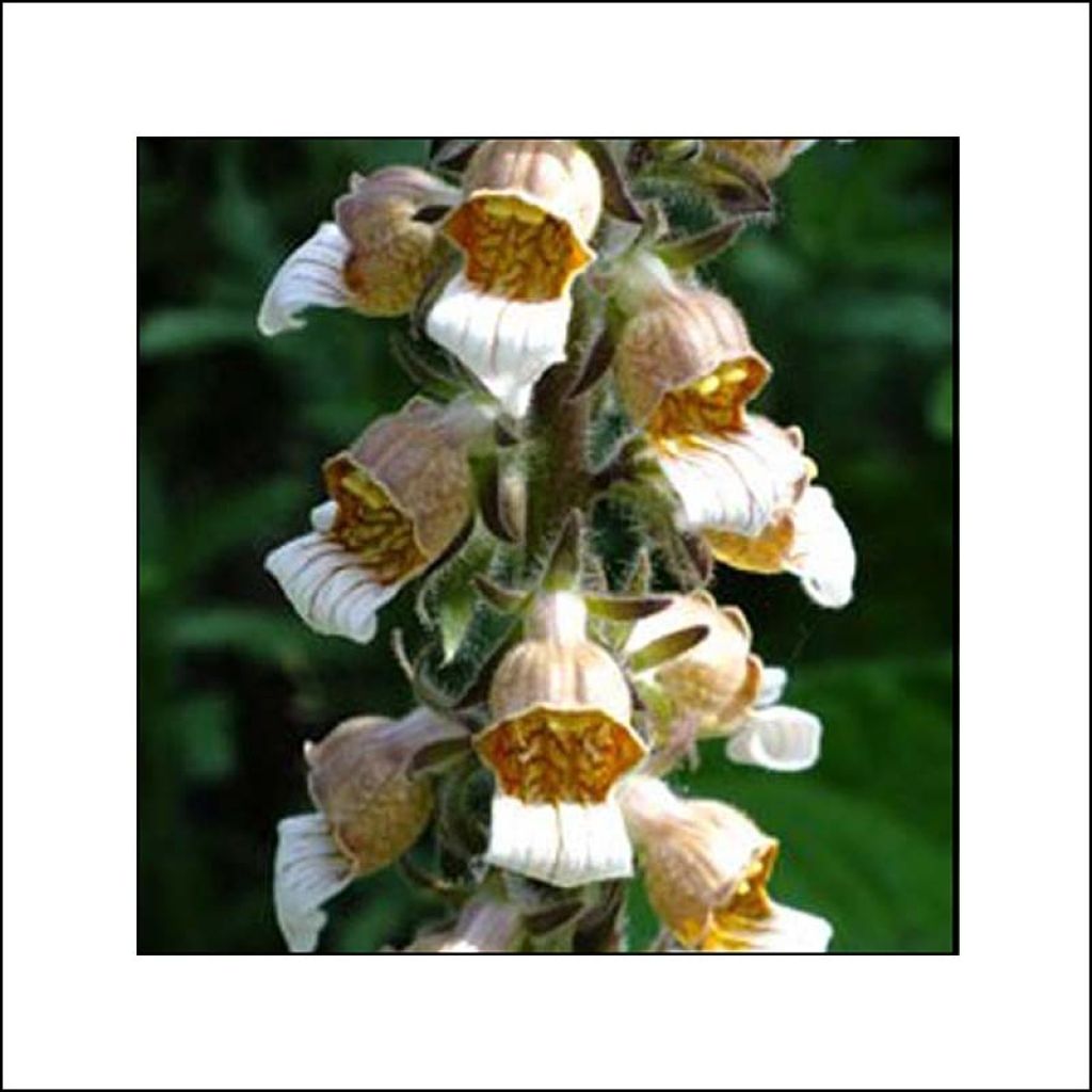 Digitalis lanata Café Crème - Digitale lanata