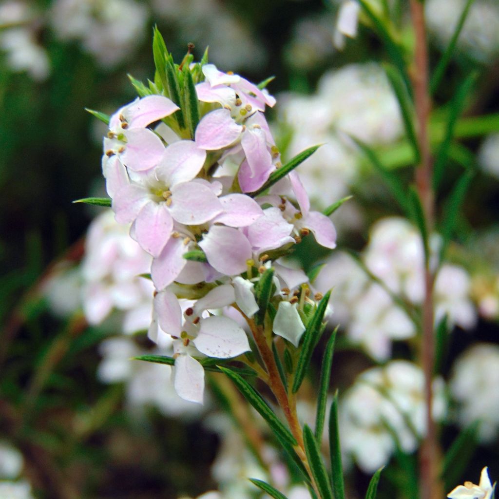 Diosma hirsuta Pink Fountain