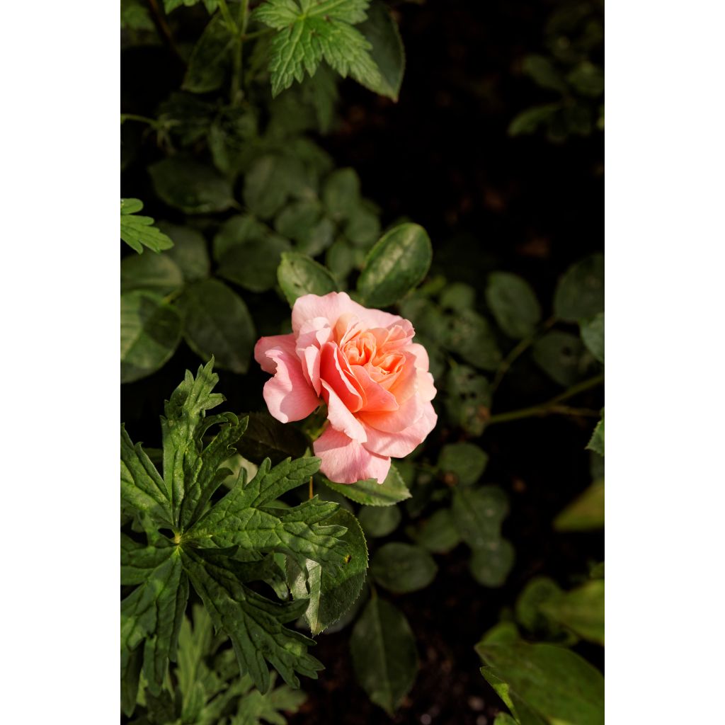 Rosa Floribunda Botticelli