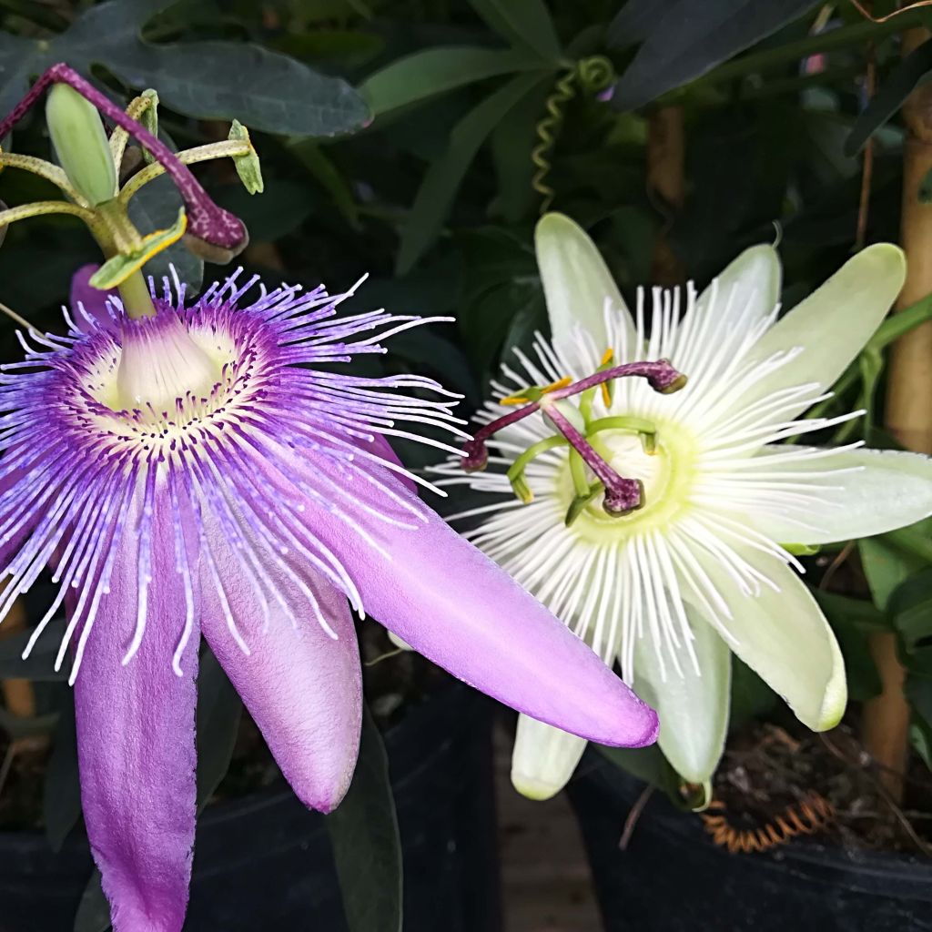 Passiflora Duo
