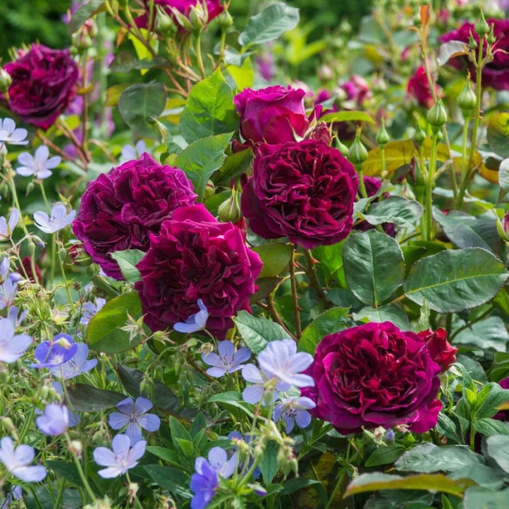 Duo Cottage - Rosa David Austin Munstead Wood e 3 Gerani perenni Blue Cloud
