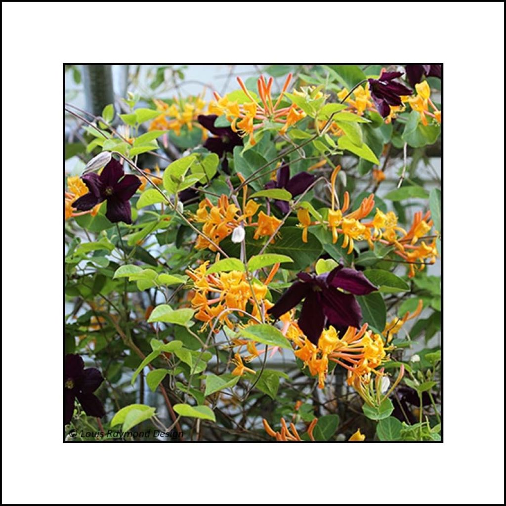 Caprifoglio e Clematide - Duo infernale