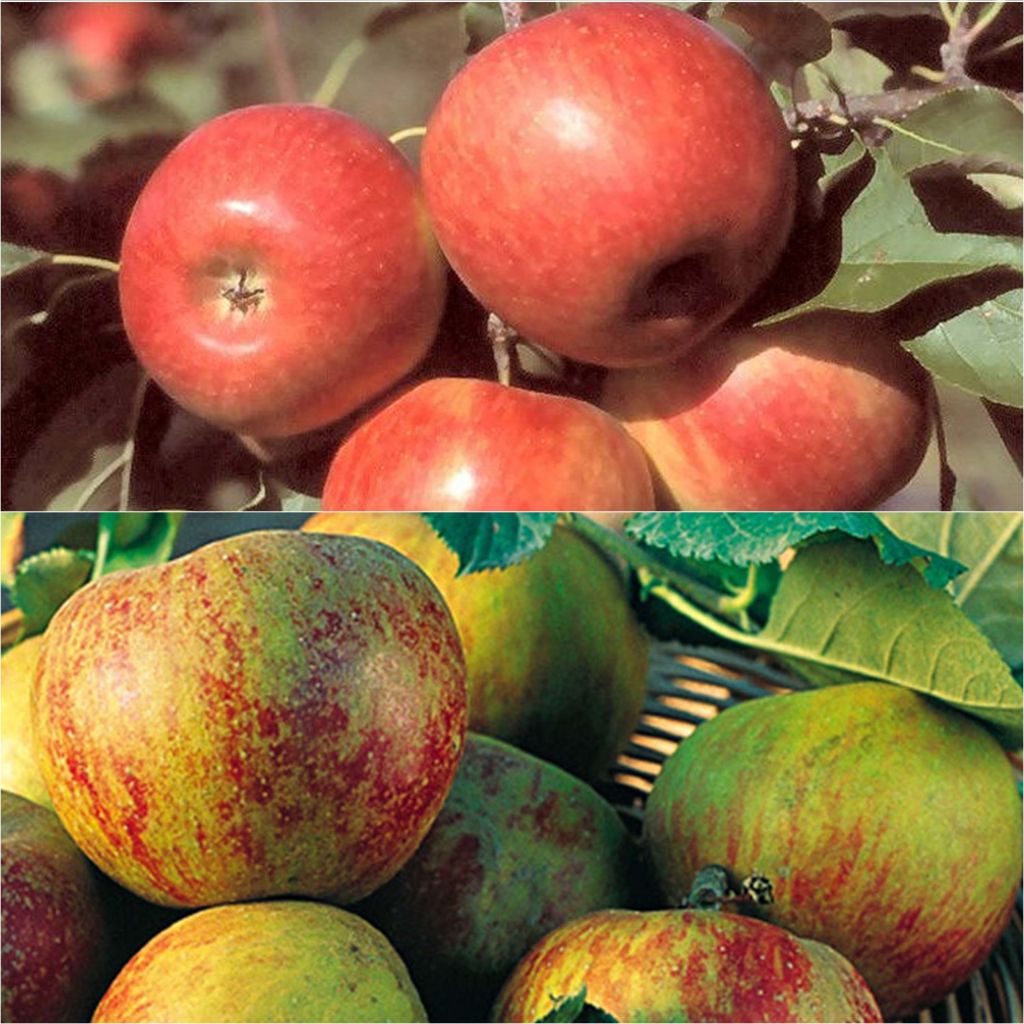 Duo impollinatore di mele per le tue torte