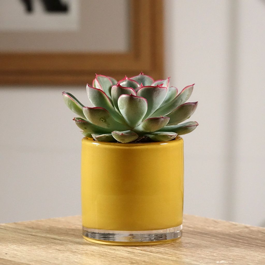 Echeveria pulidonis