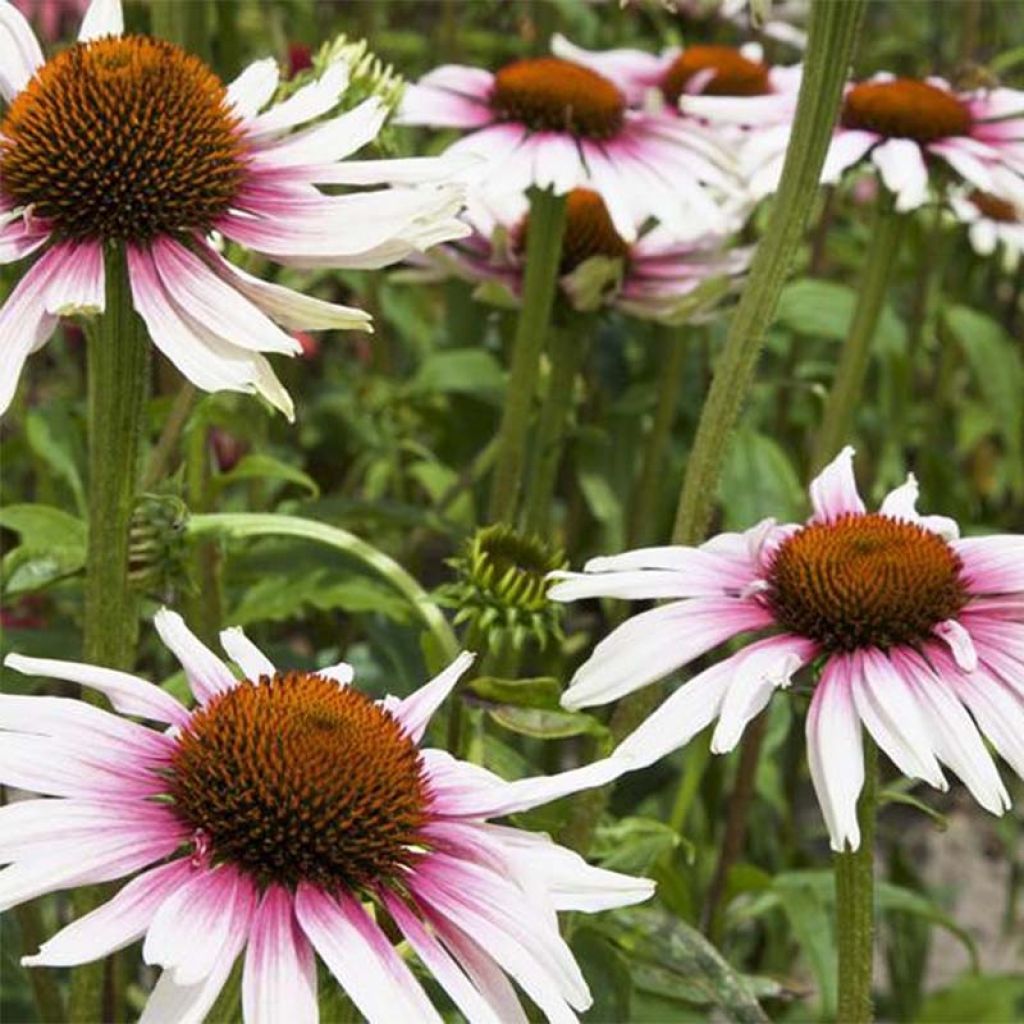 Echinacea purpurea Funky White
