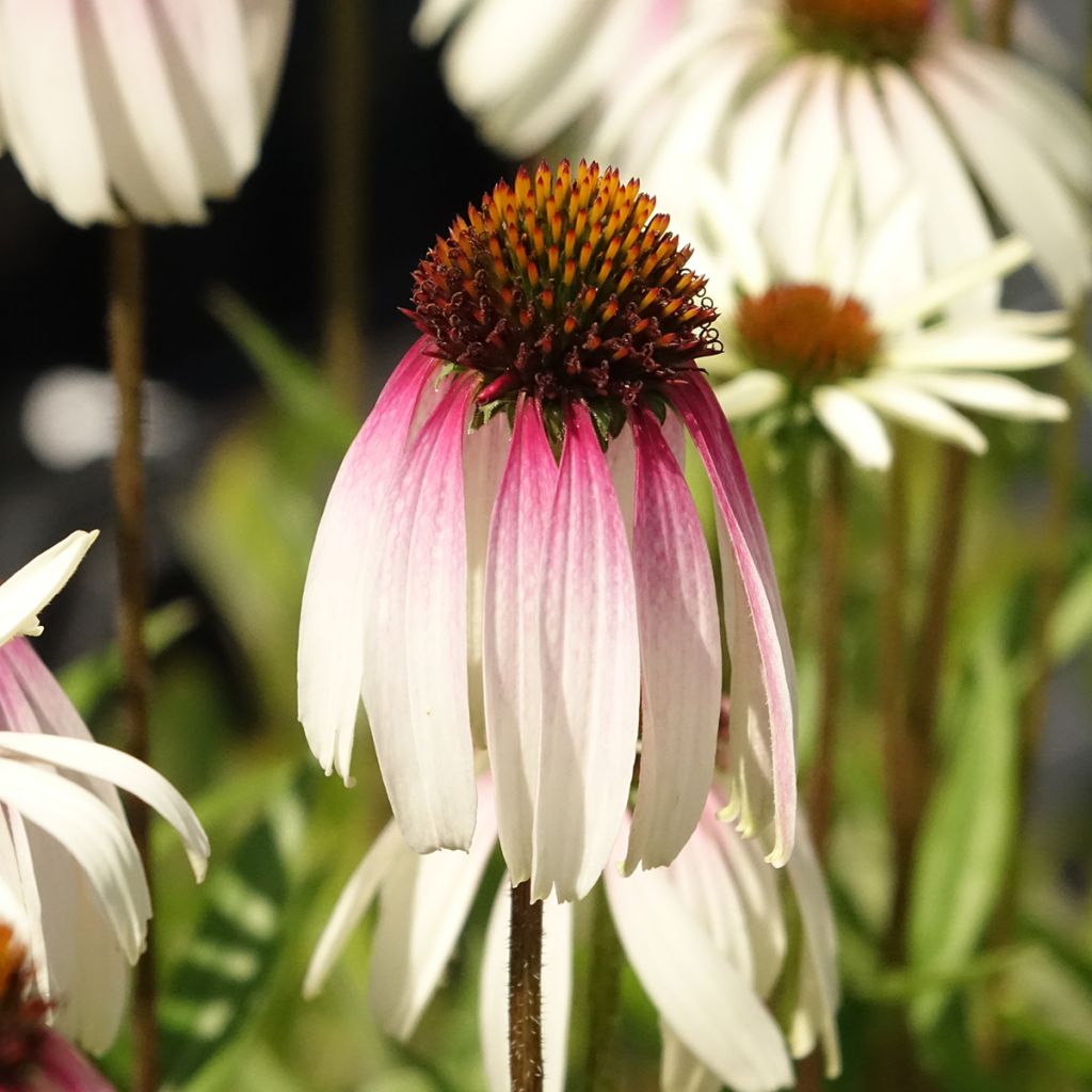 Echinacea JS Engeltje Pretty Parasols