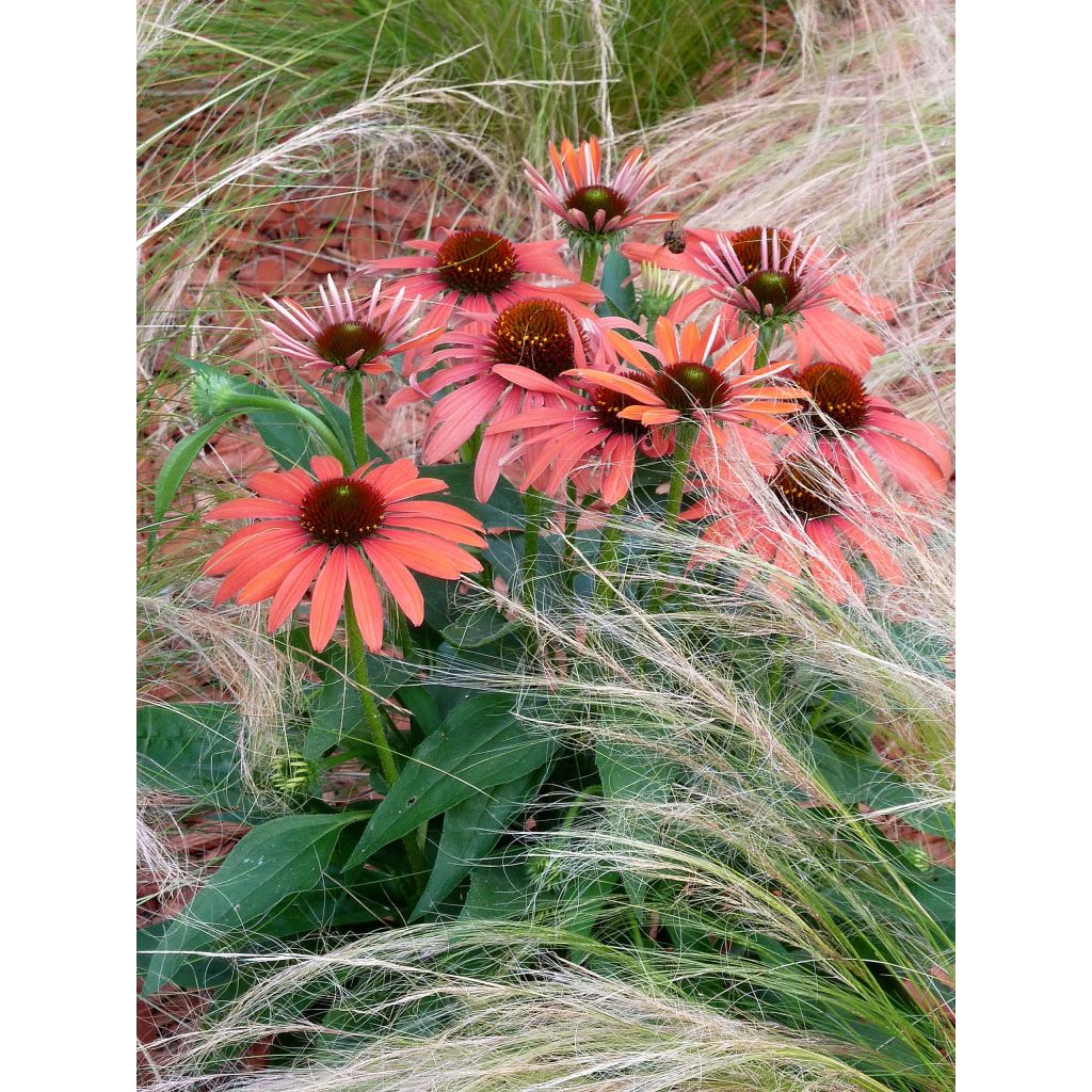 Echinacea Julia
