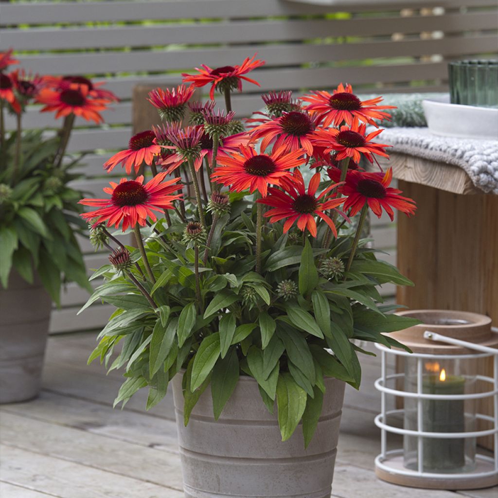 Echinacea purpurea Sun Magic Vintage Orange