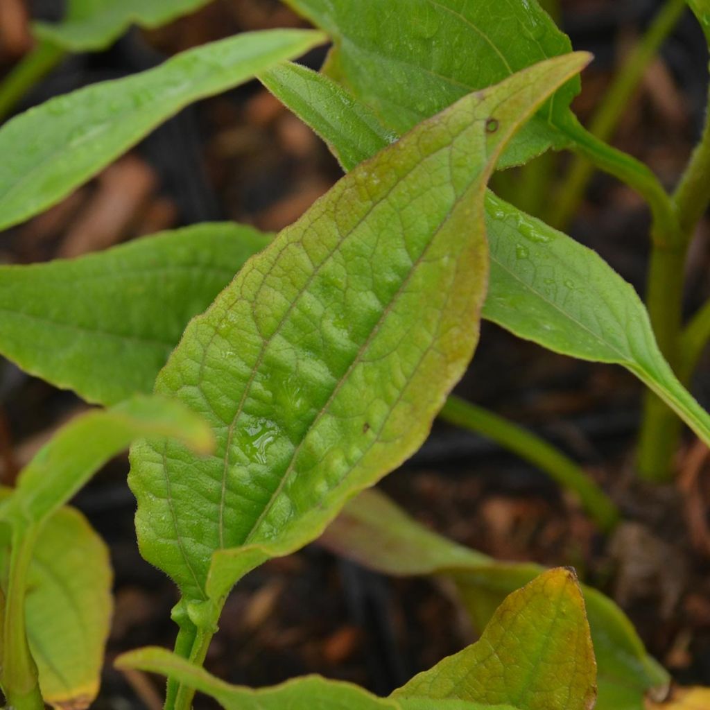 Echinacea purpurea Tangerine Dream