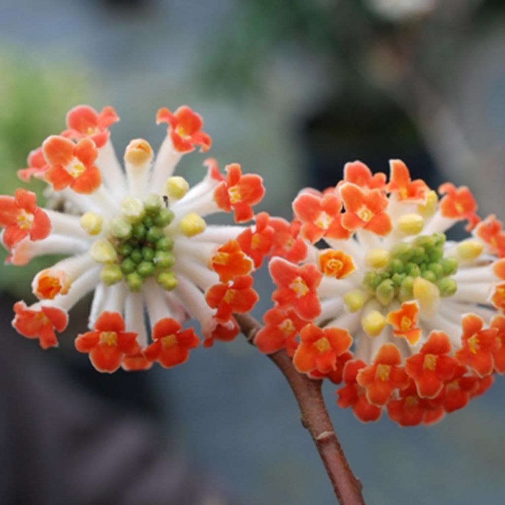 Edgeworthia chrysantha Red Dragon 'Akebono' - Bastone di san Giuseppe