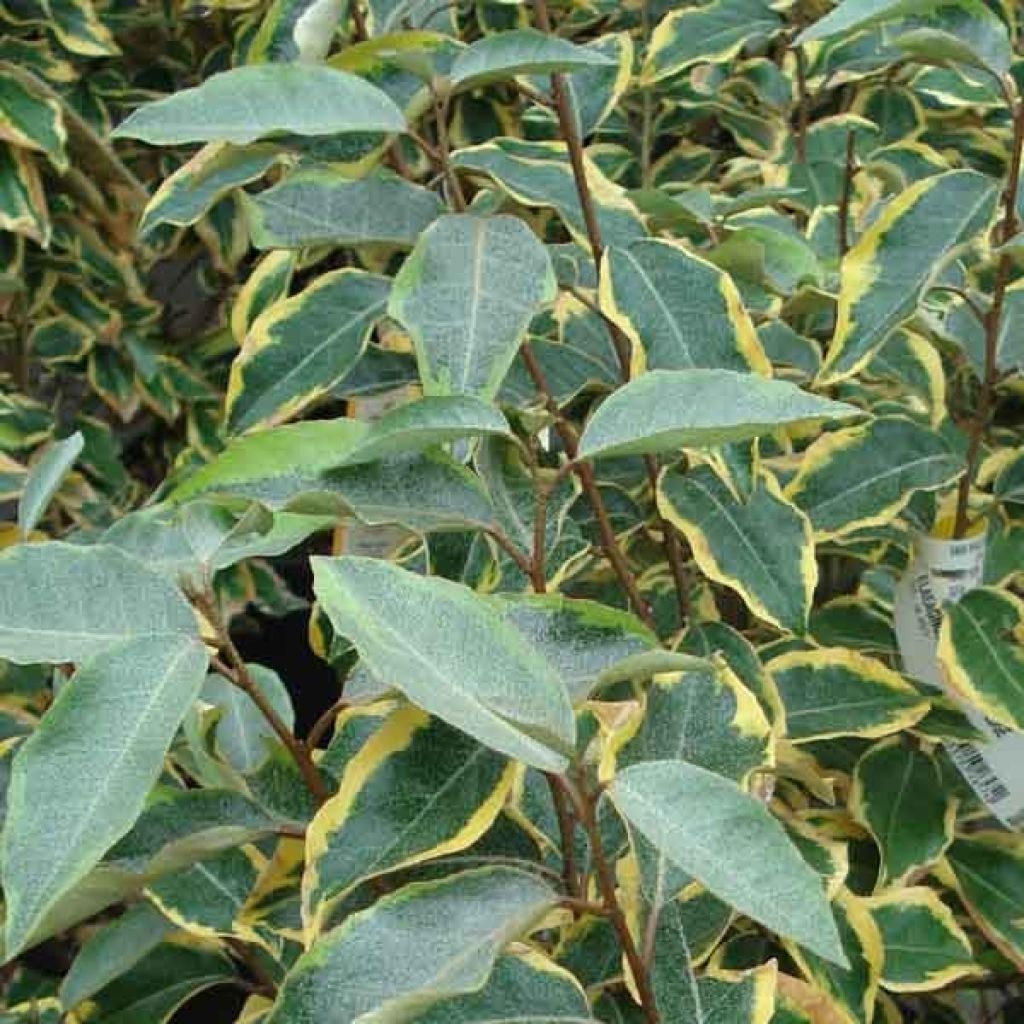 Elaeagnus ebbingei Gilt Edge - Eleagno