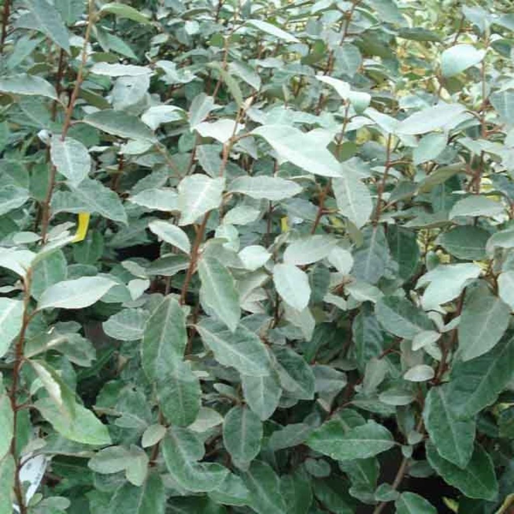 Elaeagnus ebbingei - Eleagno