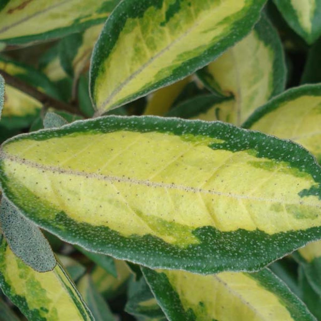 Elaeagnus ebbingei Limelight - Eleagno