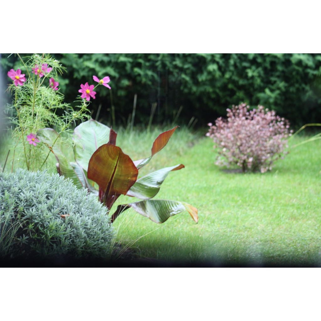 Ensete ventricosum Maurelii - Falso banano rosso