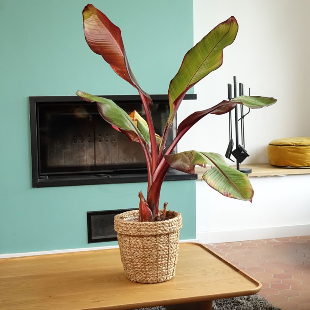 Ensete ventricosum Maurelii - Falso banano rosso