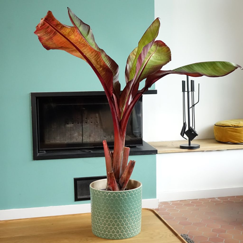 Ensete ventricosum Maurelii - Falso banano rosso