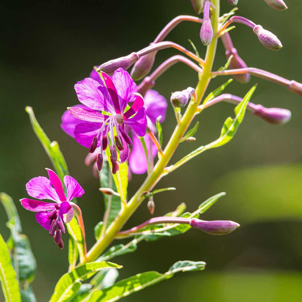 Epilobium angustifolium - Camenèrio